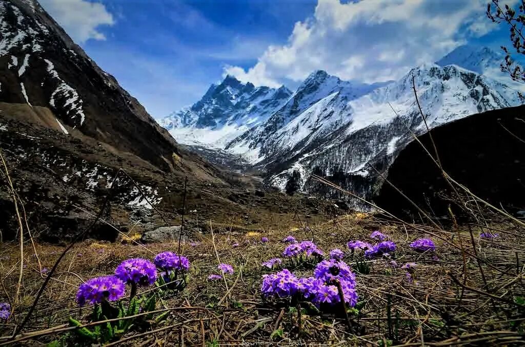 Flowers valley. Альпийские Луга Гималаи Непал. Национальные парки Нанда-Деви и «Долина цветов». Долина цветов в Гималаях. Национальный парк Долины цветов, Уттаракханд.