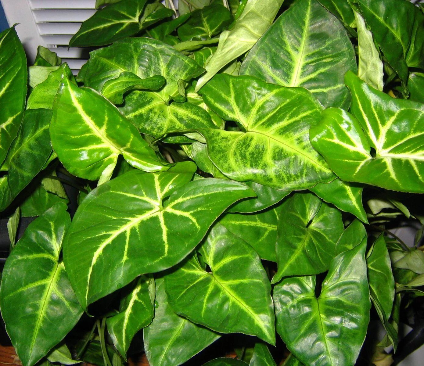 Syngonium 'Arrow' Plants from Bakker Spalding Garden Company Идеи посадки растен