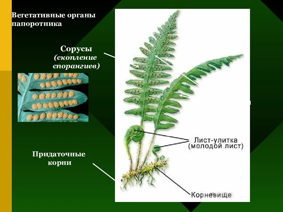 Высшие споровые растения строение. Высшие споровые растения внешнее строение. Строение споровых растений папоротники. Сорус спорангий папоротника.
