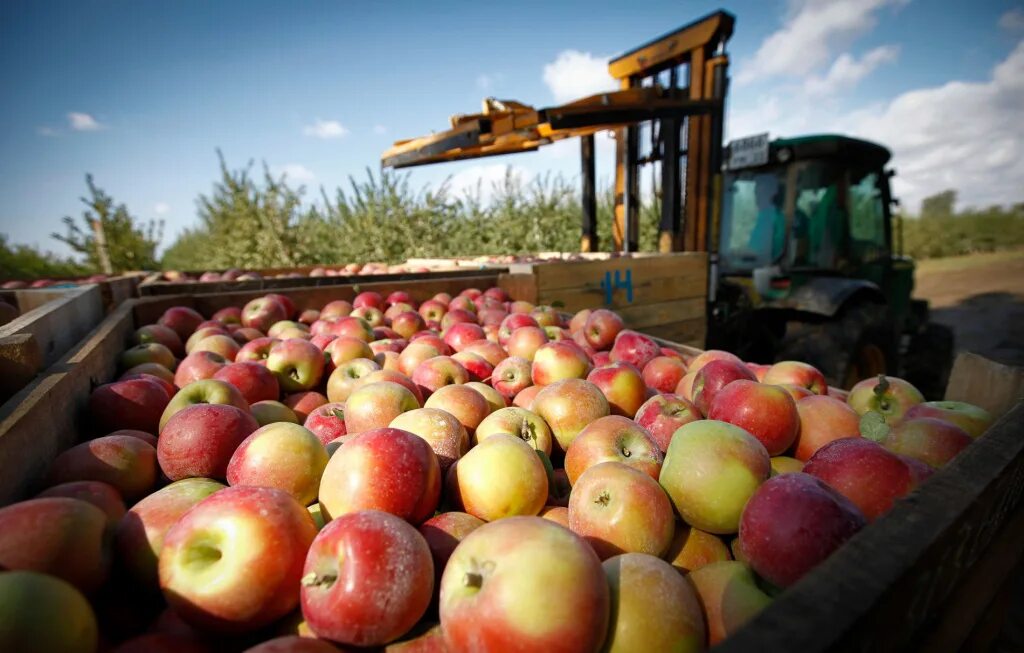 Сбор урожая. Повозка в поле. Уборка урожая. Сбор урожая. Плантации овощей.