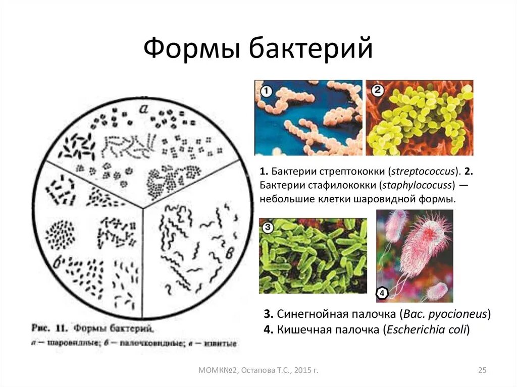 Установи соответствие между группами бактерий. Синегнойная палочка форма бактерии. Стрептококки форма бактерии буква. Бациллы стрептококки стафилококки форма бактерий. Формы ба.