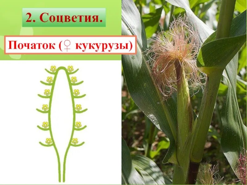Растения имеющие тип соцветия початок. Соцветие кукурузы. соцветие початок кукурузы. кукуру соцветия. строение соцветия кукурузы.