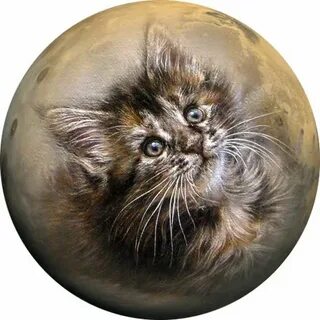 Почему кошки круглые