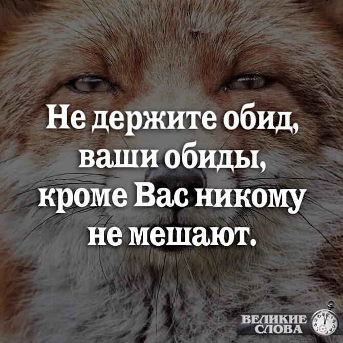 Договор не обижать. Цитаты про обиженного. Фразы про обиженных. Афоризмы про обидчиков. Цитаты про обиженных.