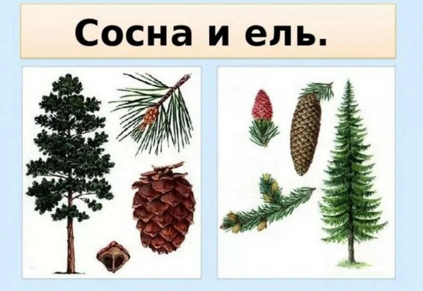 Чем отличаются хвойные. Сосна ель елка отличие. Хвойные деревья ель сосна различия. Ель и сосна отличия хвоинок. Хвойные деревья ель сосна пихта кедр.