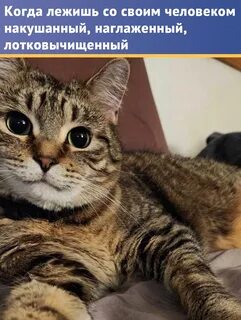 Наглаженный