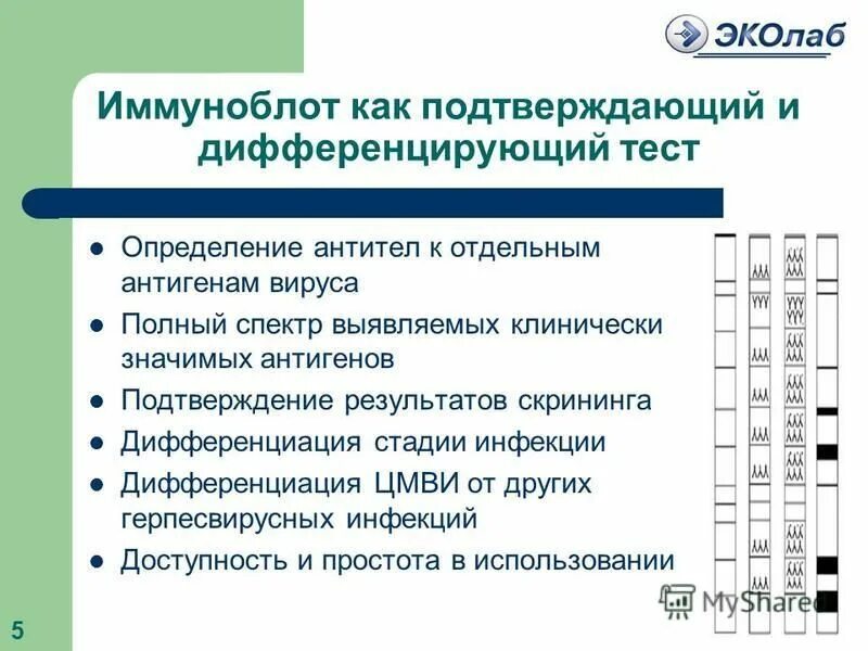 Иммуноблот анализ. Иммуноблот на системные заболевания. Иммуноблот антинуклеарных антител. Интерпретация ВИЧ иммуноблот. Иммунный блоттинг