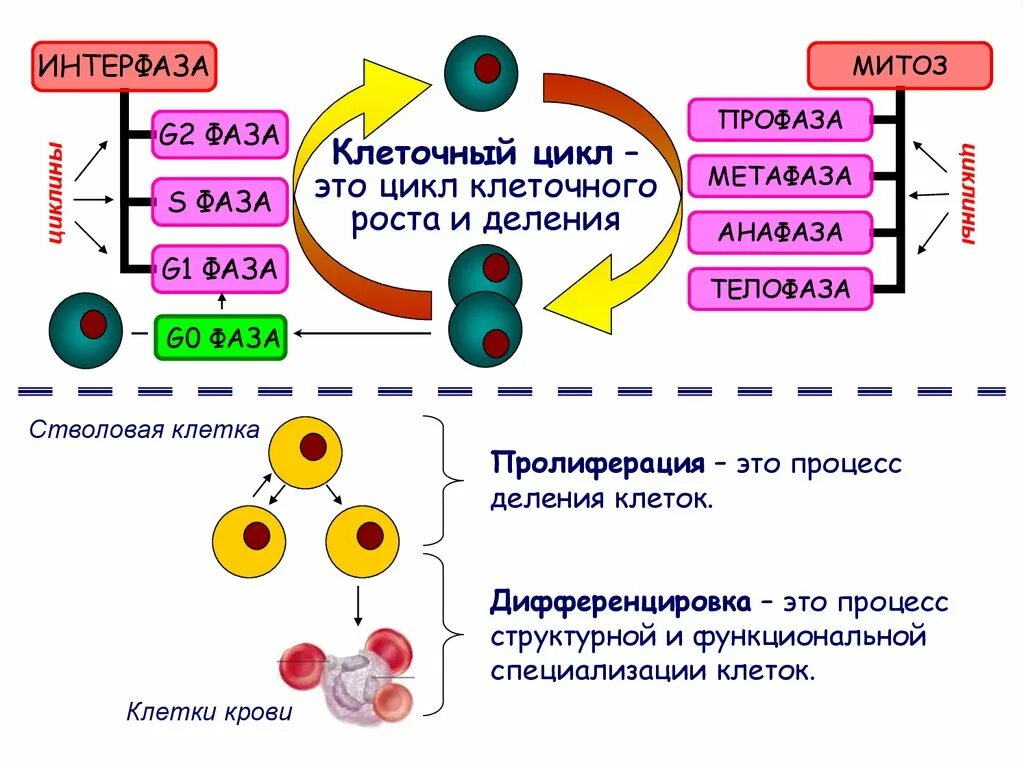Накопление энергии для деления клетки. Клеточный цикл опухолевой клетки. Дифференцировка клетки клеточный цикл. G1 фаза клетки. Стадии клеточного цикла опухоли патофизиология.
