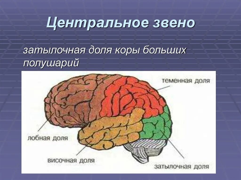 Лобная теменная височная затылочная доли. Доли коры больших полушарий. Лобной доле коры больших полушарий..