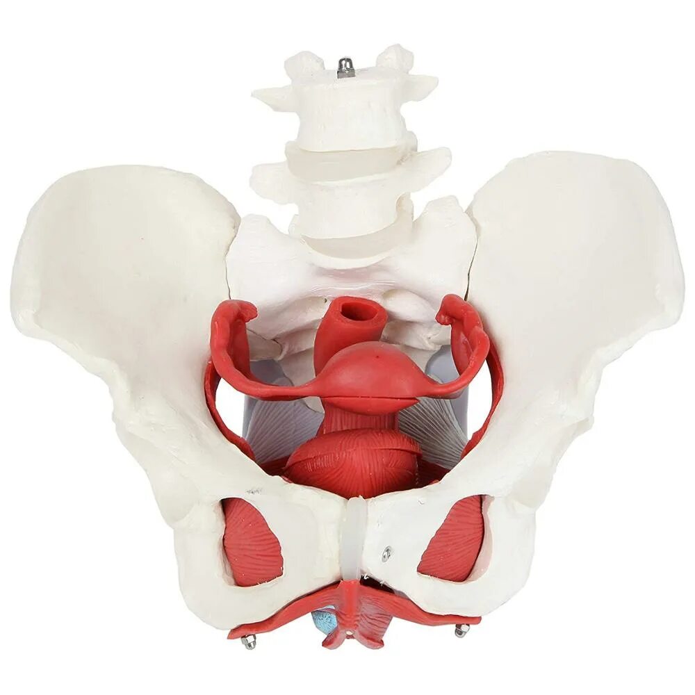 Женский таз фото. Pelvic или pelvis. pelvic floor anatomy. женский таз. органы таза у женщин.