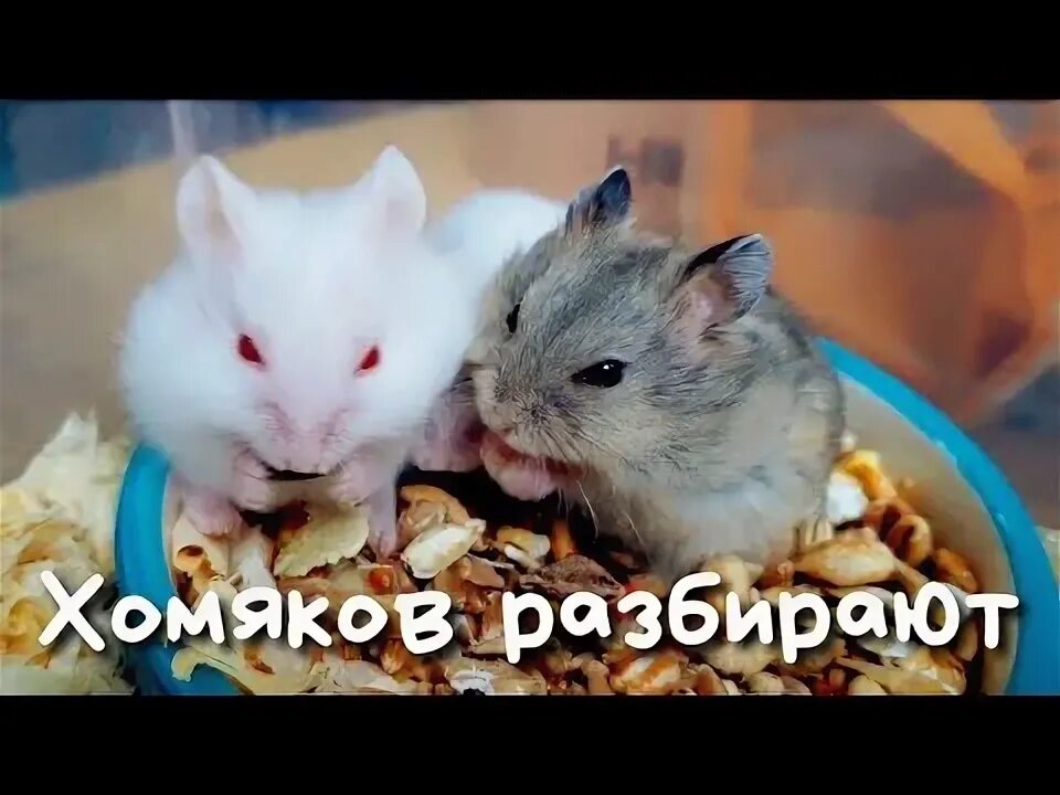 Факты о хомяках. Шлейка для хомяка сирийского. Ткиктокер хоммяк. Всемирный день хомяка. Лабораторный хомяк.