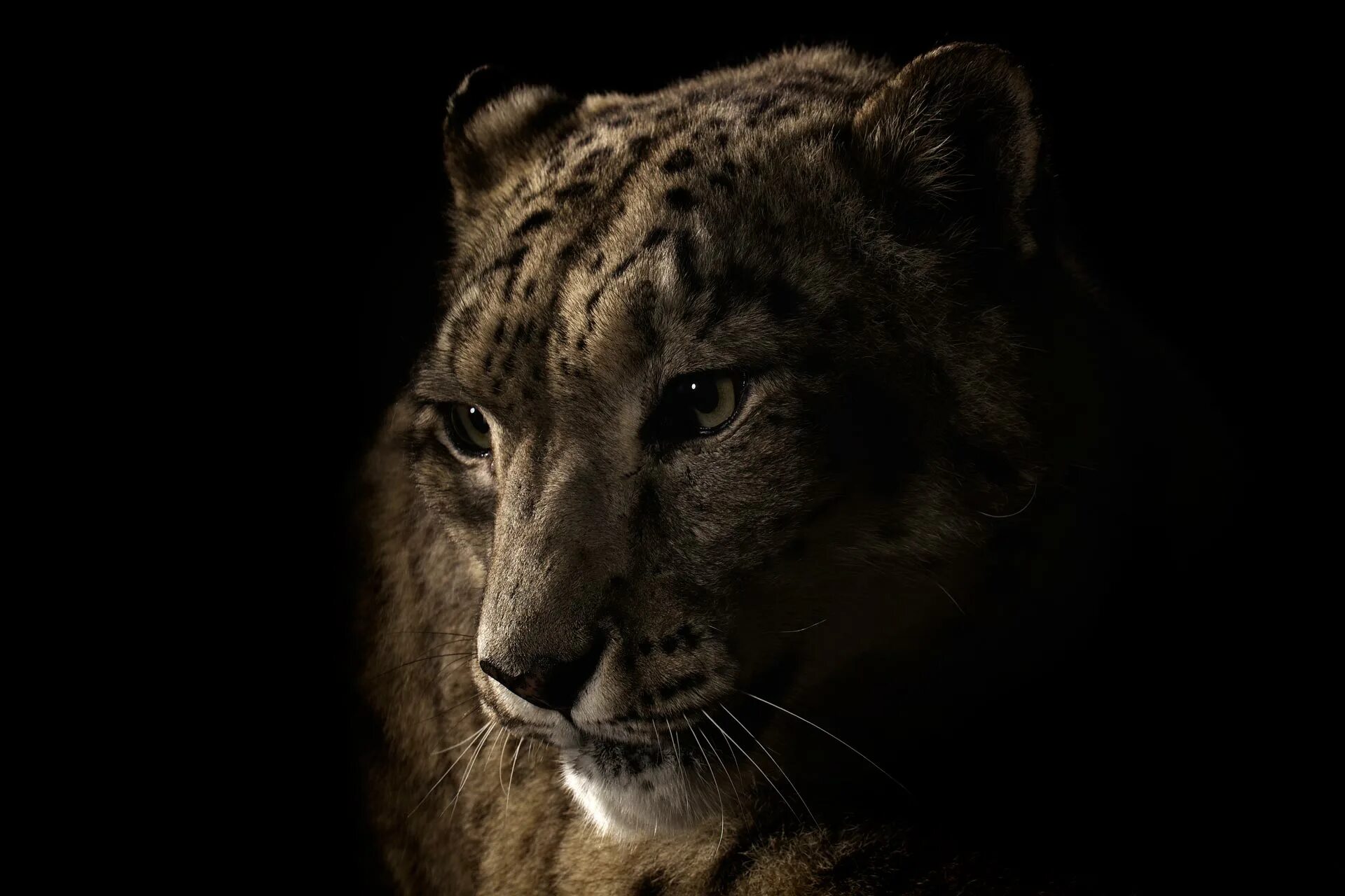 3 раза прости. Леопард снежный Барс Ягуар. Животные на черном фоне. Дикие звери на темном фоне. Барс на черном фоне.