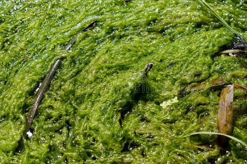 Речные водоросли на камнях. Ожог речными водорослями. Речные водоросли в Десне. Лебедь ест речные водоросли.