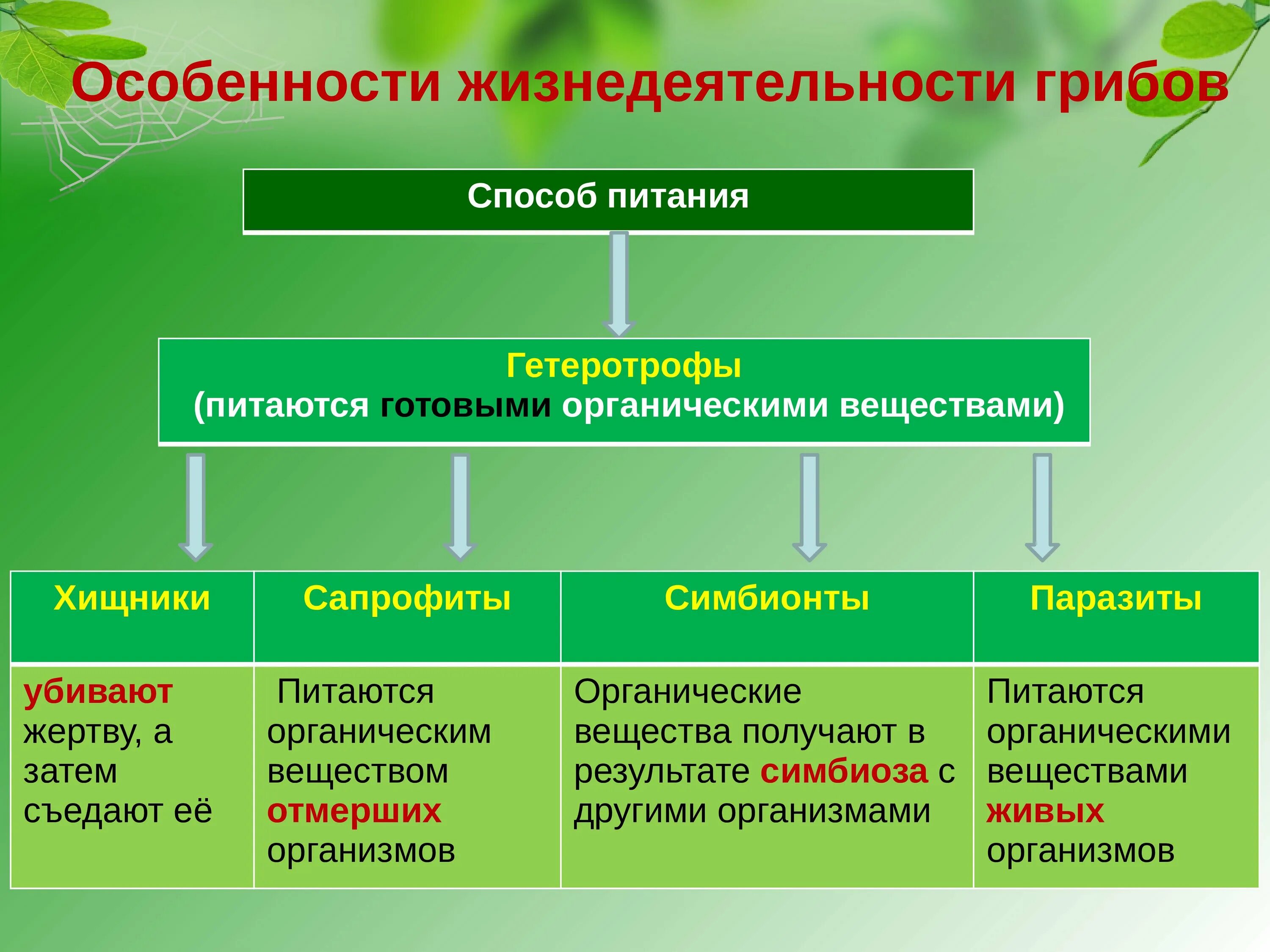 Какой тип питания характерен для большинства представителей