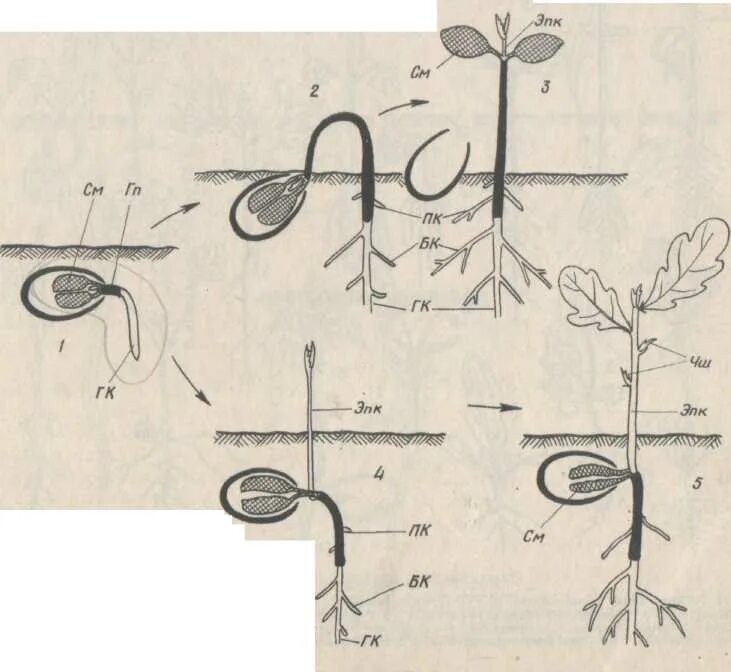 С чего начинается прорастание семени и почему. Надземное и подземное прорастание семян схема. Проросток фасоли схема надземного прорастания. Проросток фасоли схема наземного прорастания. Двудольное семя прорастание.