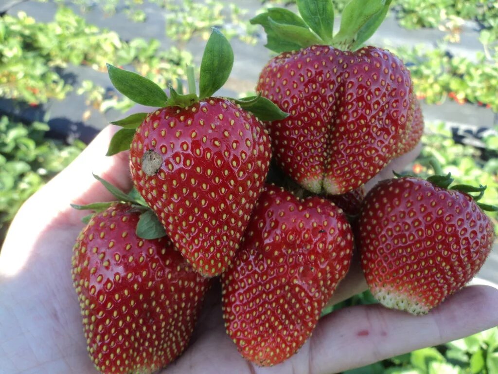 Клубника - самые крупные сорта, не требующие частой пересадки Fruit garden, Vegg