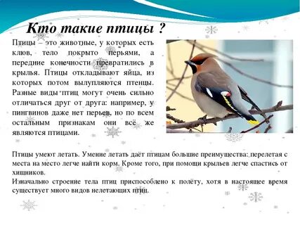 Кто такие птицы