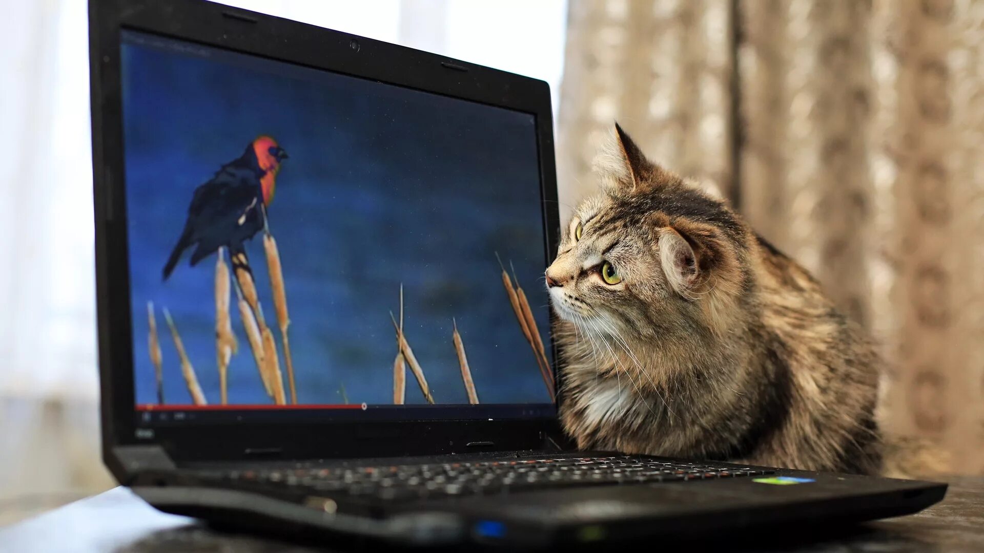 Кошка с ноутбуком. Котик с компьютером. Кот и телевизор. Коты и компьютеры.