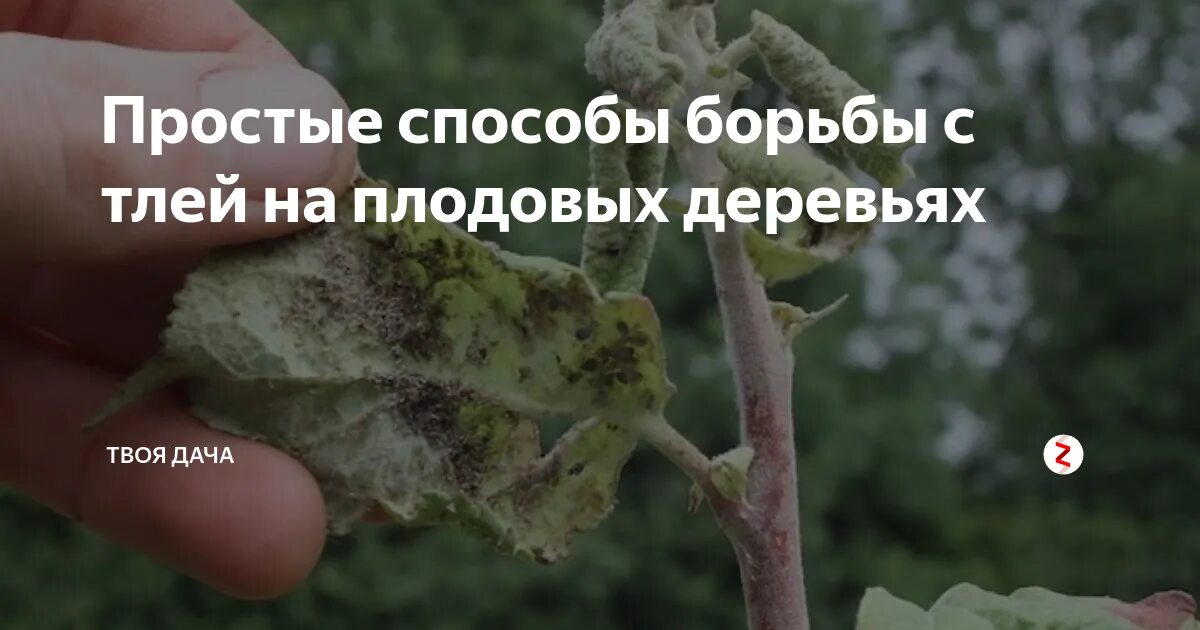 Как спасти яблоню от тли. Препарат от тли на деревьях плодовых. борьба с тлей на яблоне народными методами. как бороться с тлёй на плодовых деревьях. средства борьбы с тлей на ромашке.