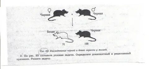 Доминантные признаки у голубей