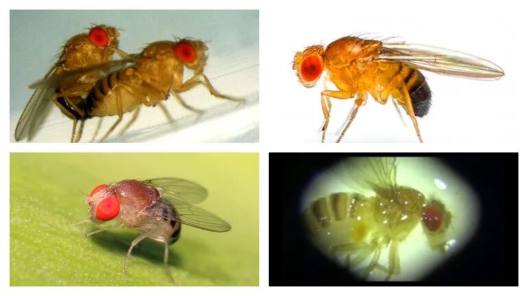 Какие причины могут вызвать мутации у дрозофил. Личинка мушки дрозофилы. Маленькая Муха дрозофила. Плодовая мушка дрозофила. Мушка дрозофила зародыш.