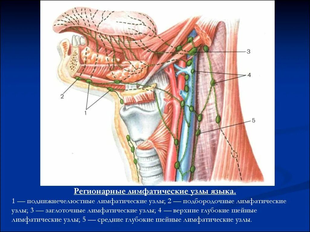 Регионарные лимфоузлы поднижнечелюстные шейные. Анатомия шеи человека л. Шейные лимфоузлы анатомия. Региональные лимфатические узлы шеи. Лимфоузлы на языке