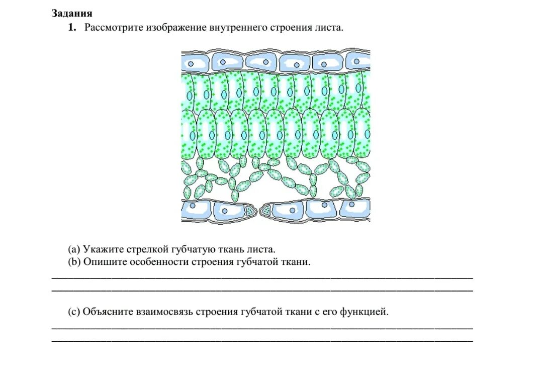 Строение листа ответы. Строение губчатой ткани листа. схема внутреннего строения листа биология 6 класс. внутреннее строение листа подписать. внутреннее строение листа без подписей.