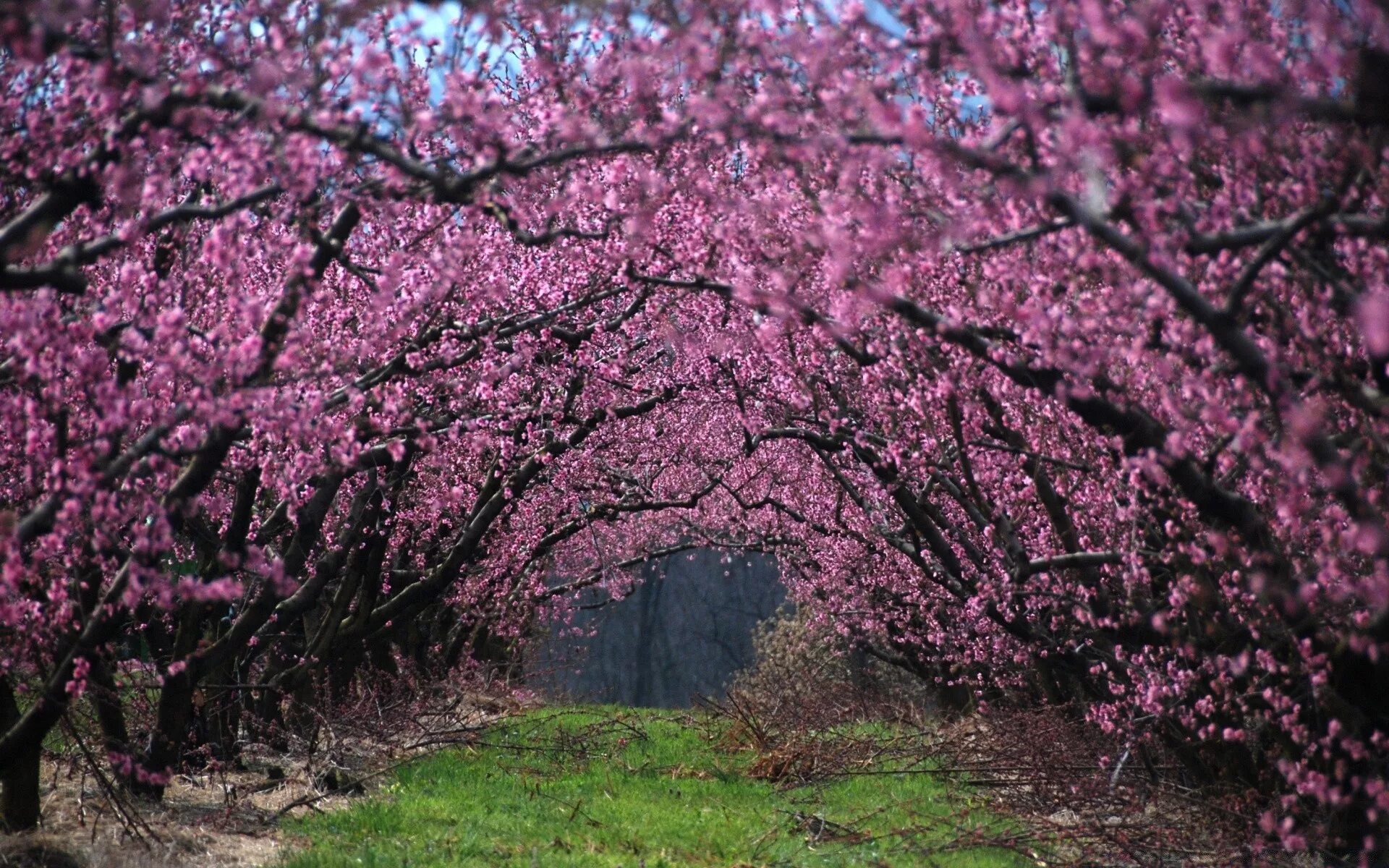 Сакура хорошее качество. Акация Сакура. Слива и Сакура. Японская слива цветение. Цветущее дерево.