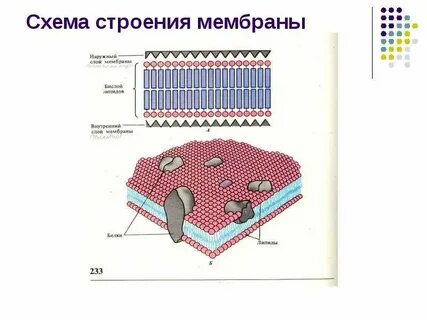 Формирование мембран