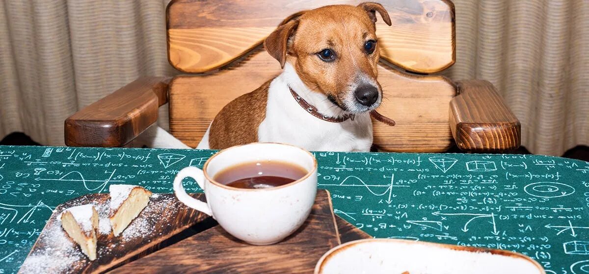 The dog wants its tea. Щенок с чаем. Собака и чай. Собачье чаепитие. Чаепитие с собакой.