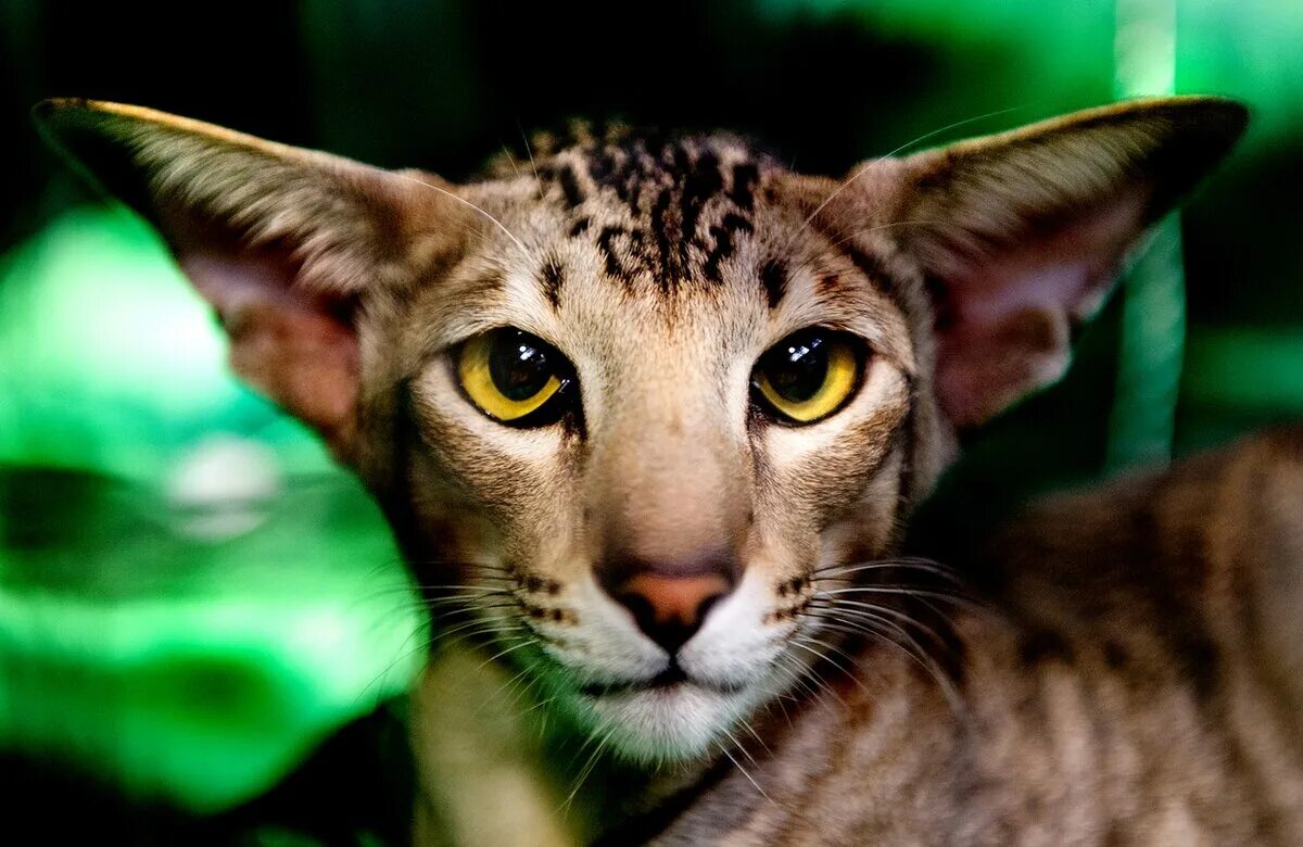 Редкие кошки. Самые редкие кошки. Красивые кошки. Самые красивые кошки. Кошка самой редкой породы