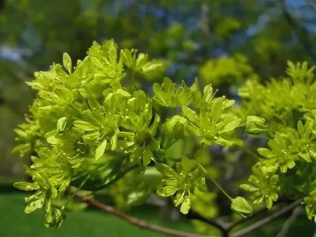 Друг дзюбина 7 букв. Список самых популярных футболистов. Друг дзюбина 7 букв. Оля буланова. Сираев марс.