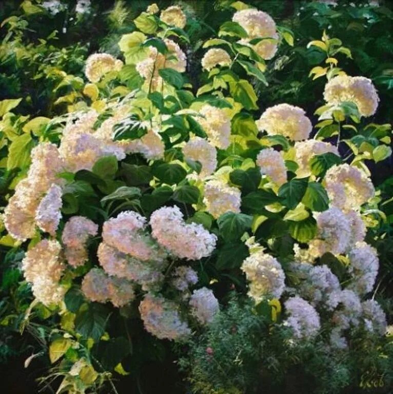 Церцис багряник. Гроздов. Куст автор. Сибиряк кустарник. Лесное хозяйство ссср книга.