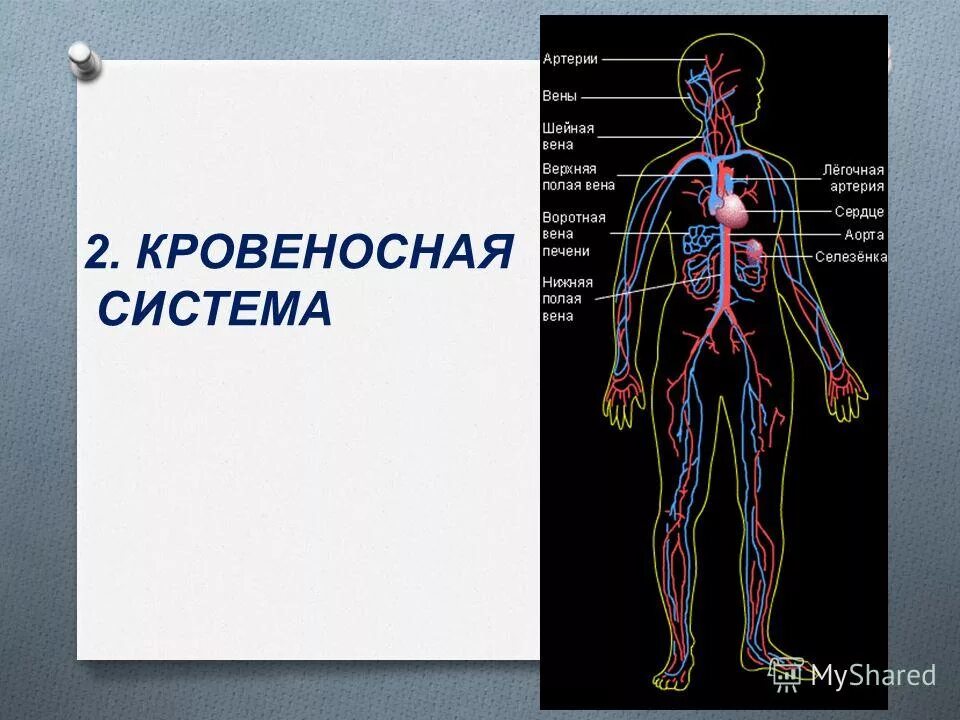 Кровеносная система человека доставляет лекарственные впр. Организм человека. Тело человека. Строение тела человека. Человек в системе.