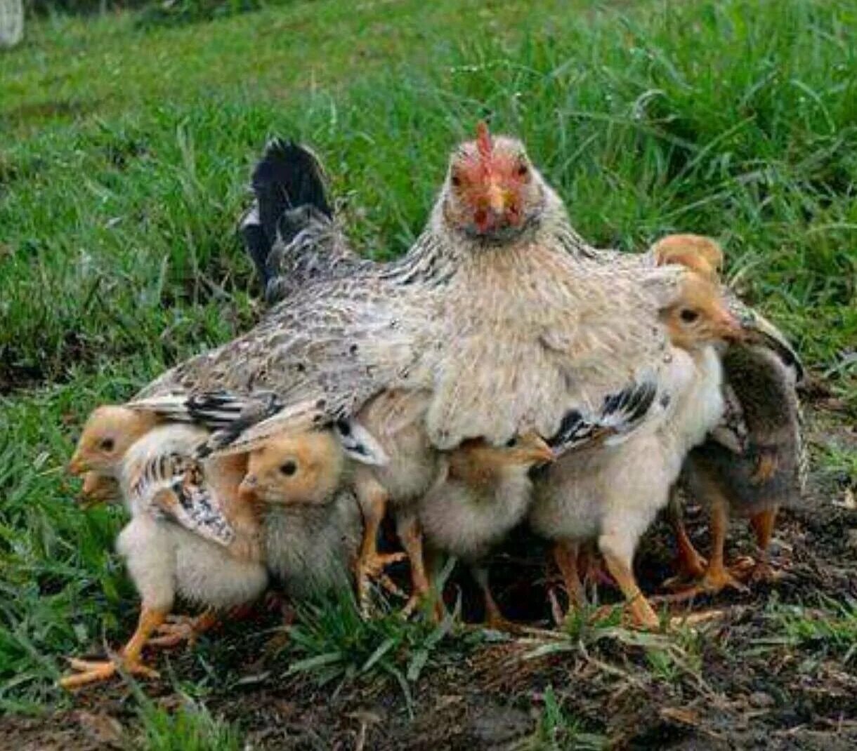 Курочка наседка. Наседка с цыплятами. Куры и цыплята. Курица с цыплятами.