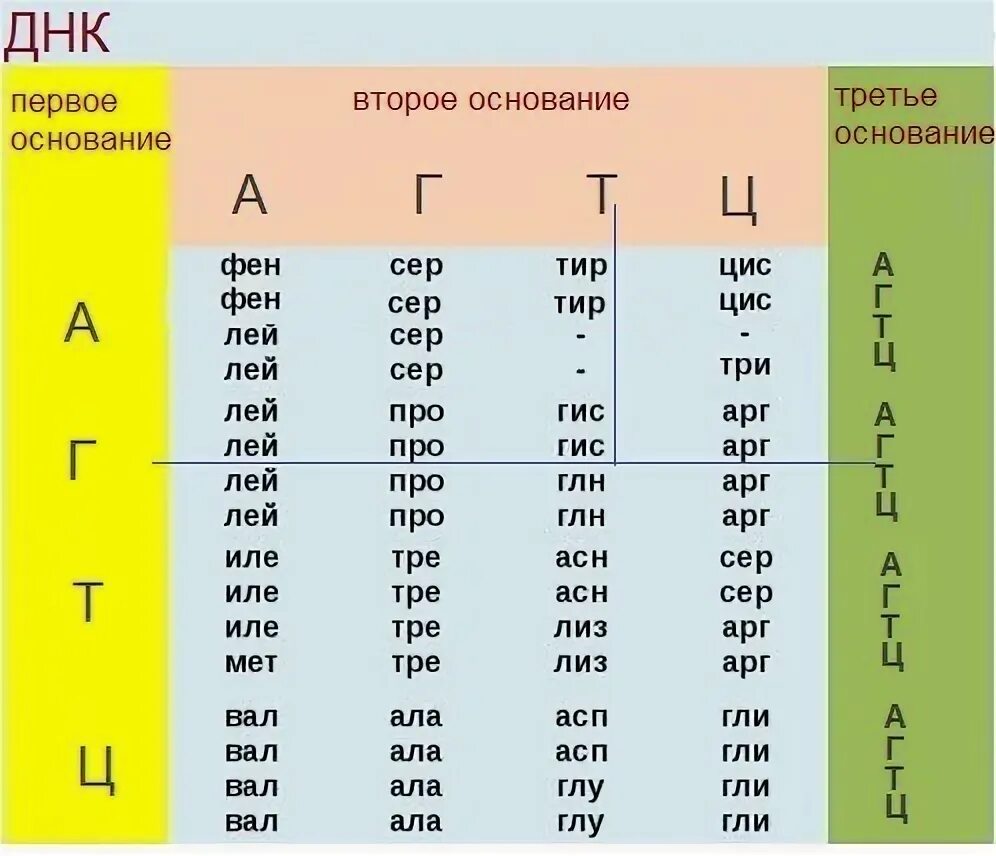 Лей про сер арг ала. Триплеты ДНК таблица. Таблица генетического кода и-РНК. Аминокислоты на ДНК закодированы. Таблица генетического кода ДНК И РНК.