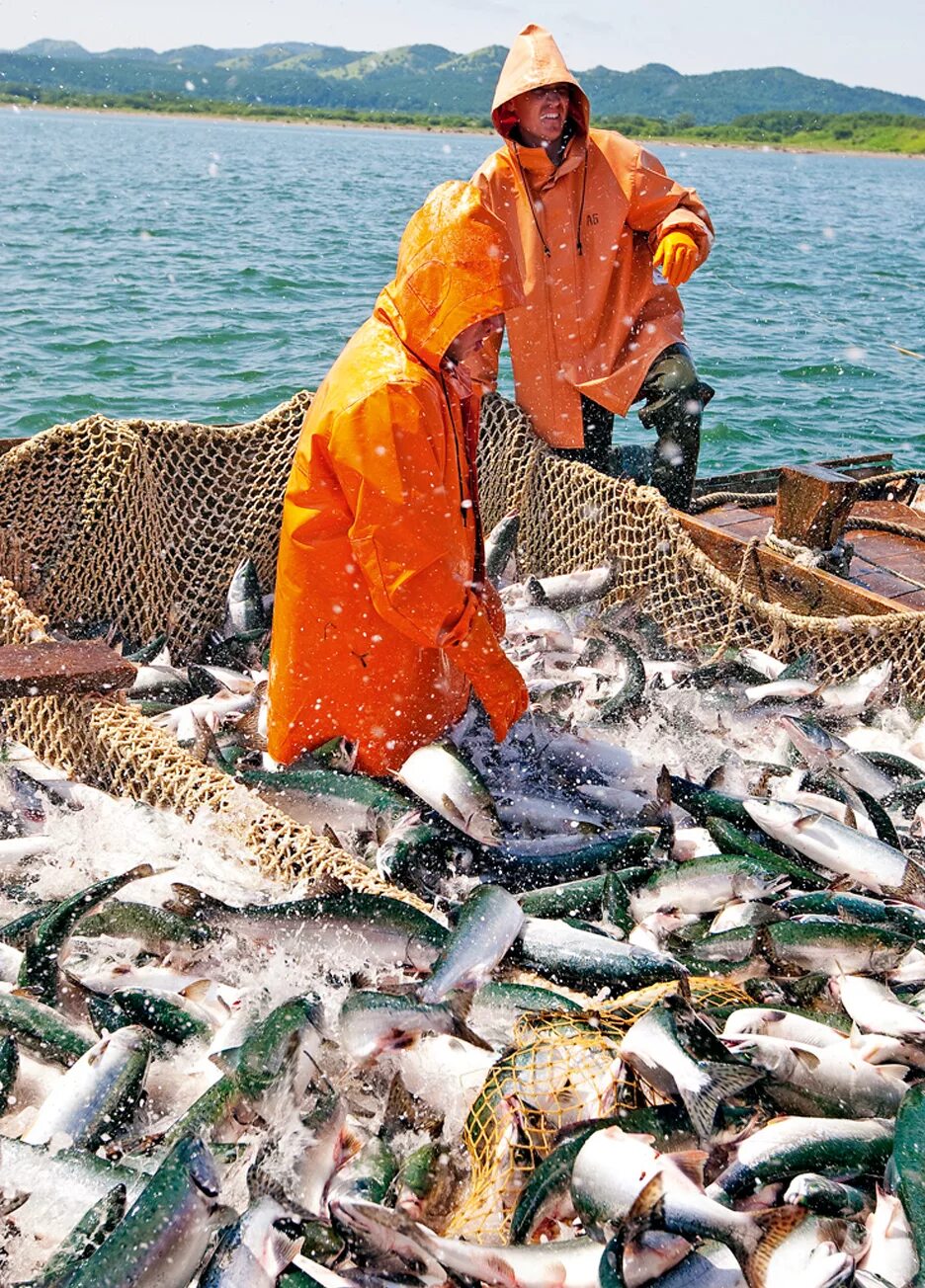 сельское хозяйство вектор. лесное хозяйство сектор экономики. сахалин - лососевая путина. рыболовство это сельское хозяйство. сельское лесное хозяйство охота рыболовство и рыбоводство.