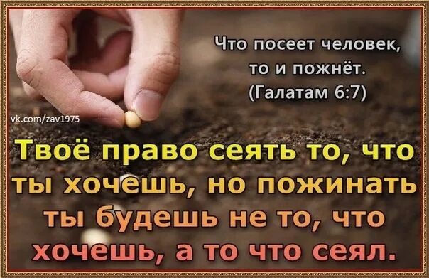 Что посеет человек то и пожнет. То что посеешь то и пожнешь. Что посеешь то и пожнешь Библия. Цитаты что сеем то и пожинаем. Поговорка что посеешь