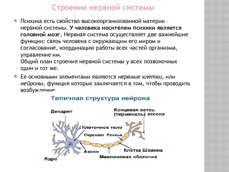 Нервные связи функции. Общее строение нервной системы человека психология. Нервная система в психологии. Характеристика строения нервной системы. Структура нервной системы психология.