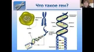 Строение ДНК И хромосом. Строение Гена ДНК. Строение ДНК хромосомы гены. Ген это в биологии.