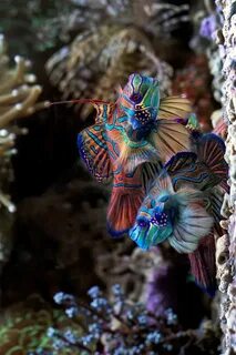 Самые красивые морские обитатели