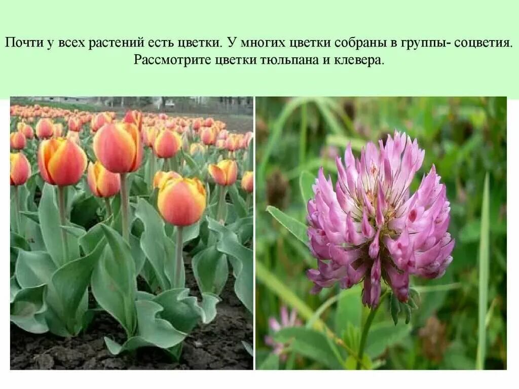 Какой тип питания характерен для тюльпана. Соцветие тюльпана. Цветки собраны в соцветие. У тюльпана цветки собраны в соцветия. Соцветие цветка тюльпана.