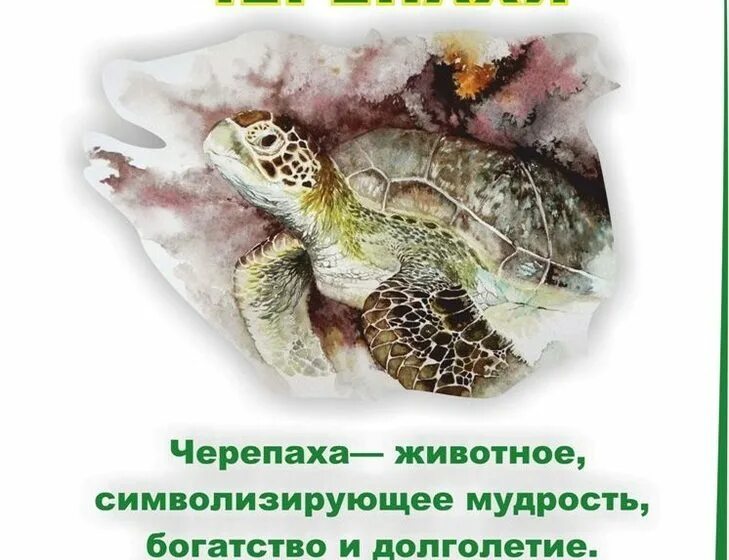 Черепашка что символизирует