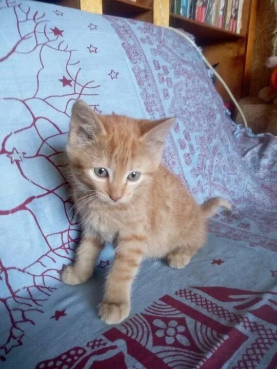 2 котенка мем. Как выглядит котенок в 2. Шотландская вислоухая котята 2 недели. 2 месячные котята. Котенок два месяца.