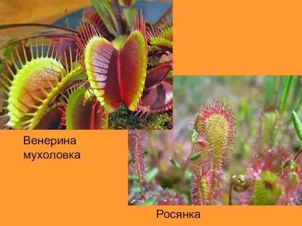 Венерина мухоловка и росянка