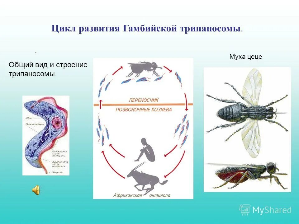 Промежуточный хозяин трипаносомы. Инвазионная форма трипаносомы. Цикл трипаносомы гамбийской. Цикл развития трипаносомы основной хозяин.