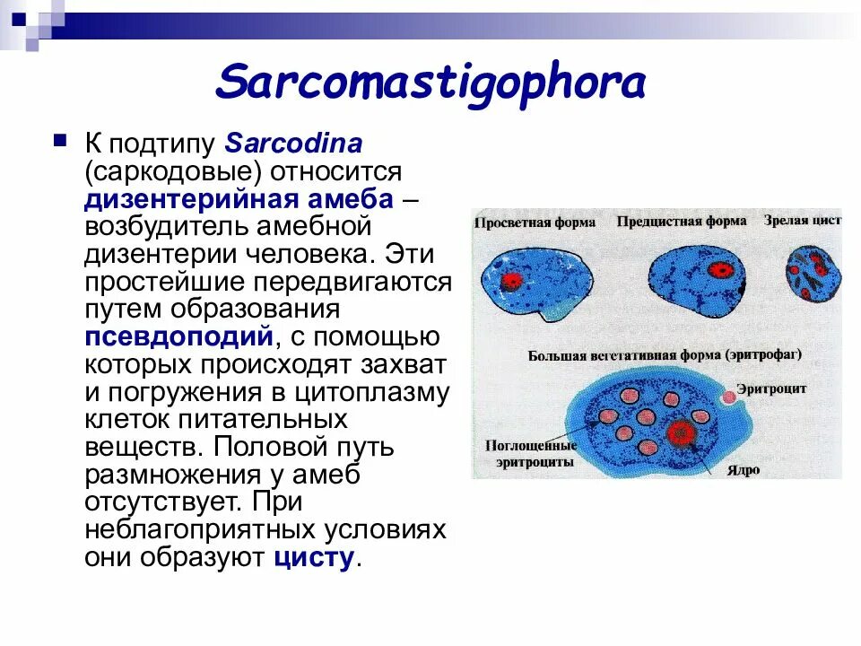Передвигаются с помощью псевдоподий форменные элементы