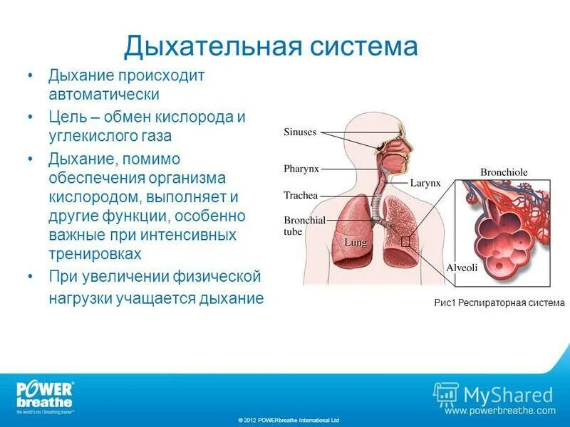 Дыхательная система обеспечивает поступление в организм. Роль дыхательной системы в организме человека. Дыхательная система обеспечивает поступление в организм. Система дыхания. Дыхательная система человека схема 4 класс.