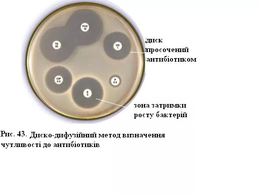Диско диффузионный метод определения. Методика постановки диско диффузионный метод. диско диффузионный метод схема. диско-диффузионный метод принцип. диско-диффузионный метод диаметр.