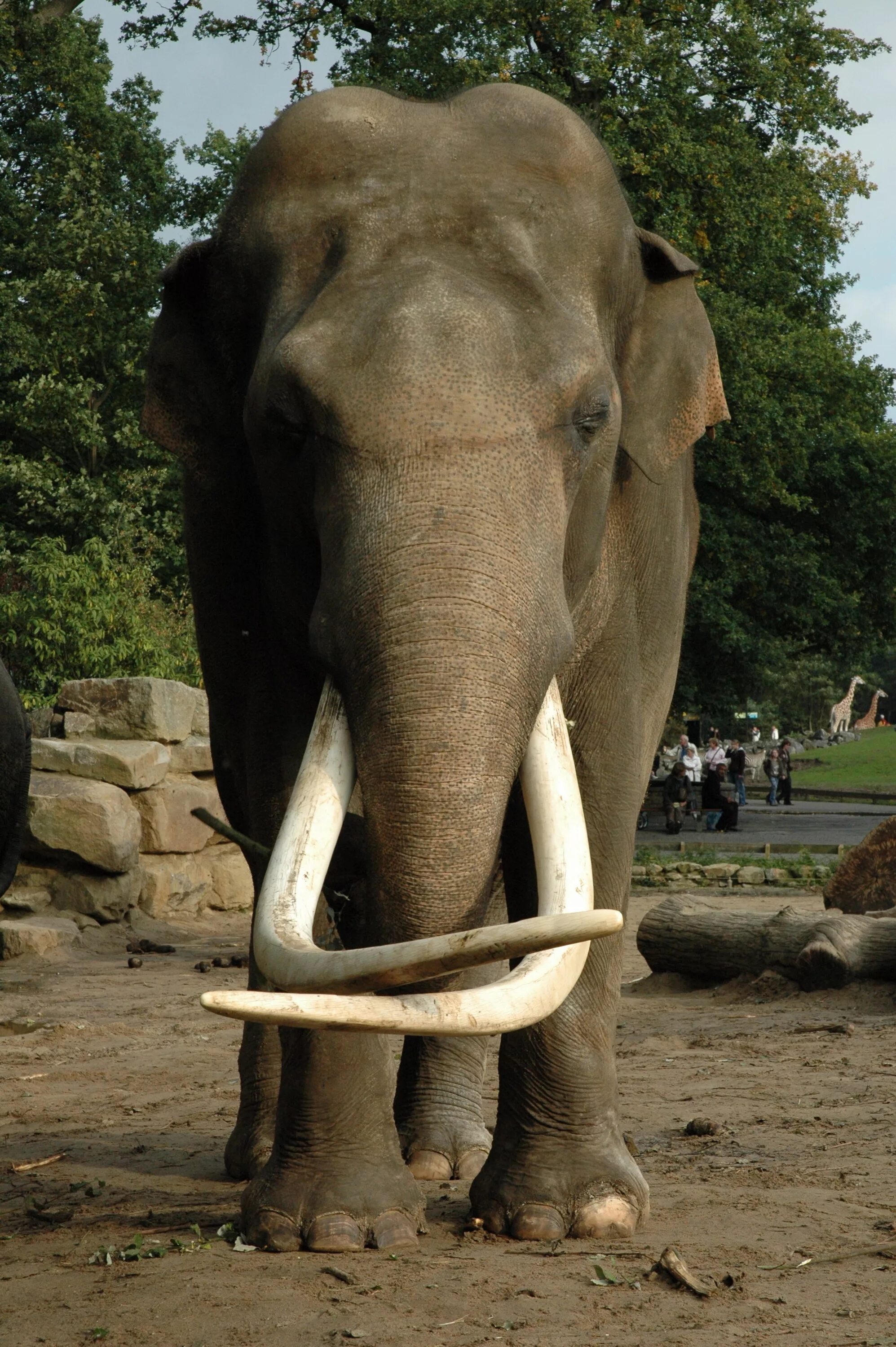 Elephant tusks. Индийский слон с бивнями. Бивни африканского слона. Слоны с бивнями. Слоновий бивень.